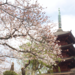 法華経寺の桜が見頃、多くの花見客が境内や商店会を訪れています