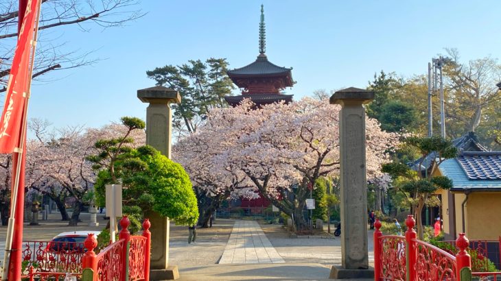 中山の桜が満開！今週末のお花見はお早めに。