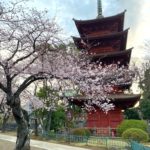 法華経寺の桜が満開に！今年も桜が見頃ですよ～